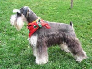 迷你型雪納瑞 迷你型雪納瑞