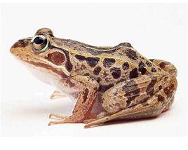 吉林田雞 吉林田雞