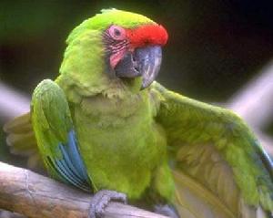 新加里東紅額鸚鵡 新加里東紅額鸚鵡