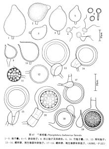 苧麻疫霉 苧麻疫霉