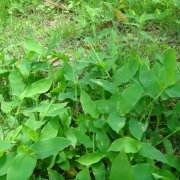 毛穎藎草 毛穎藎草