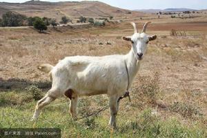 母山羊 母山羊