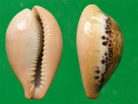 （圖）玉女寶螺