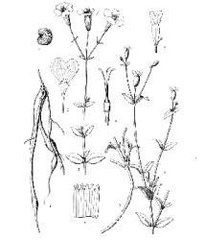 卡西亞蠅子草 卡西亞蠅子草