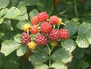 無腺白葉莓 無腺白葉莓