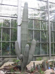 方言將秘魯天輪柱也稱作“量天尺”