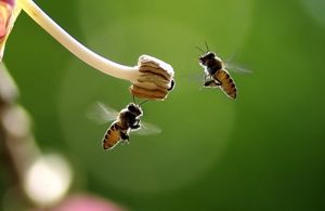 蜜蜂舞蹈 蜜蜂舞蹈