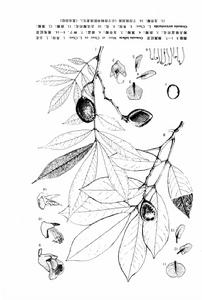 亮毛紅豆 亮毛紅豆