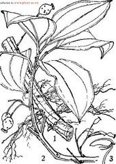 沙巴酸腳桿 沙巴酸腳桿