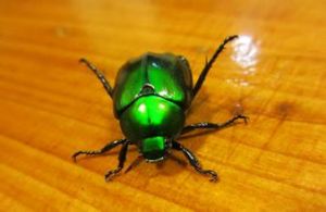 大青銅金龜 大青銅金龜