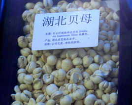 湖北貝母 湖北貝母