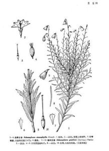 松葉沙參 松葉沙參