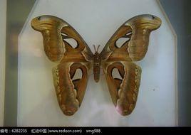 烏桕天蠶蛾 烏桕天蠶蛾