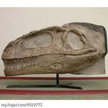 馬普龍頭骨模型