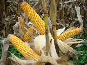 玉米