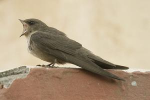 有趣的純色翅蟻鷯