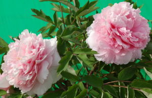 桃花遇霜 桃花遇霜