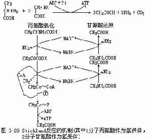 斯提柯蘭氏反應