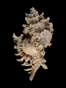 白千手螺 白千手螺