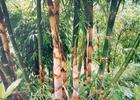 黑毛巨竹
