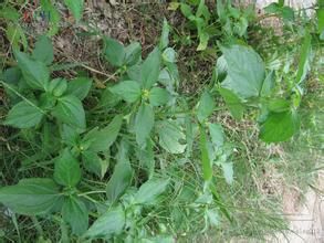 金腰箭屬 金腰箭屬