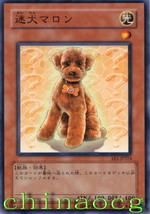 迷犬·小栗子 迷犬·小栗子