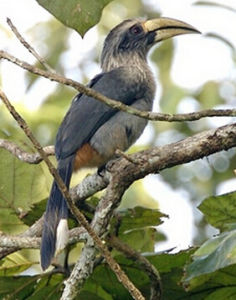 印度灰犀鳥 印度灰犀鳥