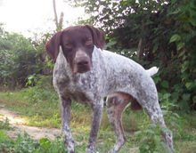 德國硬毛指示獵犬