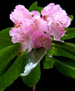 滇藏杜鵑 滇藏杜鵑