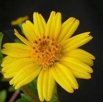 山蟛蜞菊 山蟛蜞菊