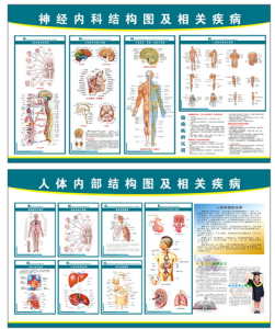 人體神經系統結構圖