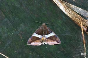 弓巾夜蛾 弓巾夜蛾