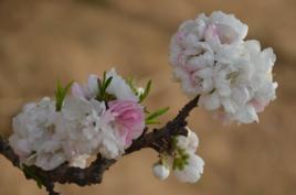 瑕玉壽星 瑕玉壽星