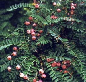 川滇花楸 川滇花楸