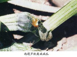 西葫蘆軟腐病 西葫蘆軟腐病