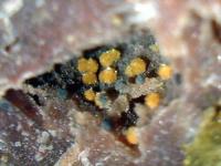 鐵鈾雲母 鐵鈾雲母