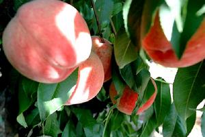 蒙陰蜜桃 蒙陰蜜桃