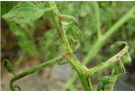 番茄褐斑病 番茄褐斑病