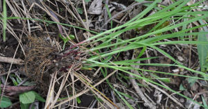 絲柄苔草 絲柄苔草