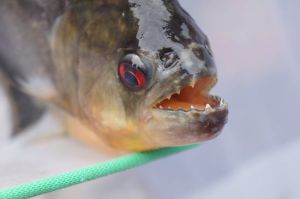 廣西柳江近期出現的食人魚