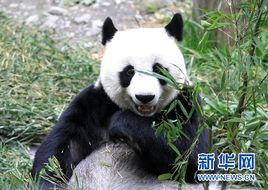 大熊貓泉泉 大熊貓泉泉