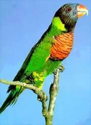 南方綠頸吸蜜鸚鵡 南方綠頸吸蜜鸚鵡