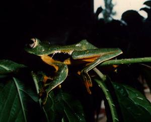 黑蹼樹蛙 黑蹼樹蛙