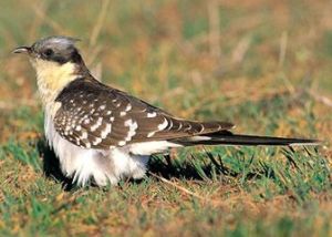 大斑鳳頭鵑 大斑鳳頭鵑
