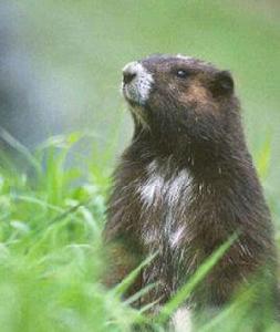 溫哥華島旱獺 溫哥華島旱獺