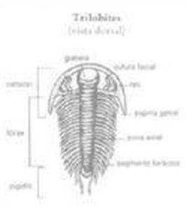 櫛蟲亞目 櫛蟲亞目