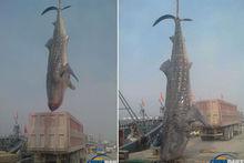 嵐山漁民捕獲巨型鯊魚