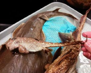 長吻銀鮫 長吻銀鮫