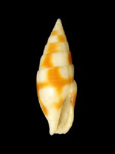 塊斑筆螺 塊斑筆螺