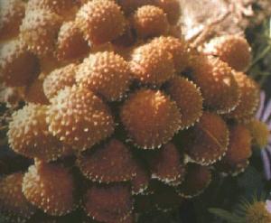 尖鱗環銹傘 尖鱗環銹傘